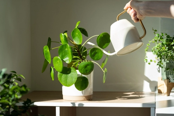 Eine Hand gießt eine Zimmerpflanze mit einer Gießkanne.